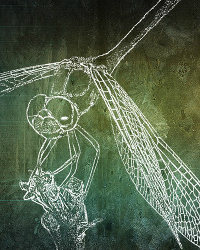 Meadowhawk