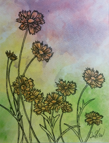 Coreopsis