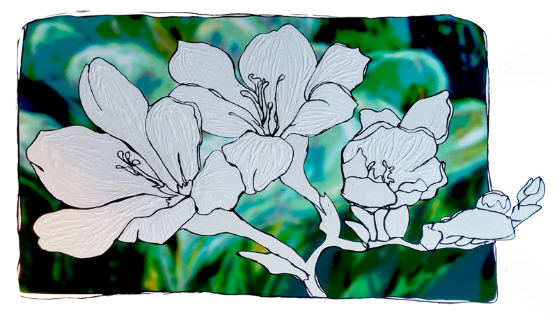 Freesia