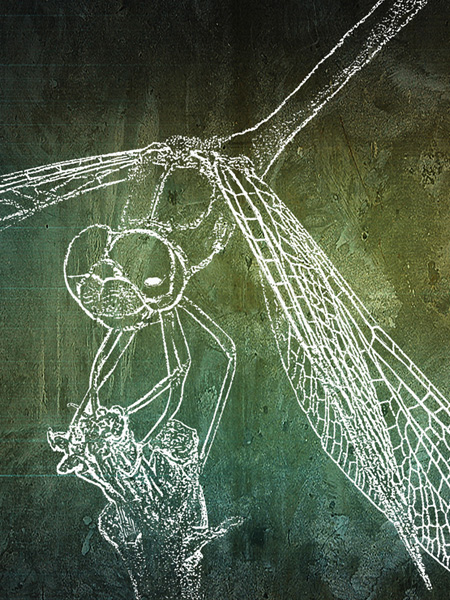 Meadowhawk