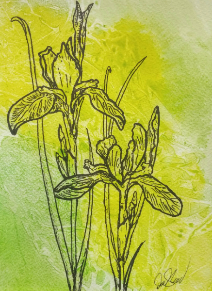 Wild Iris